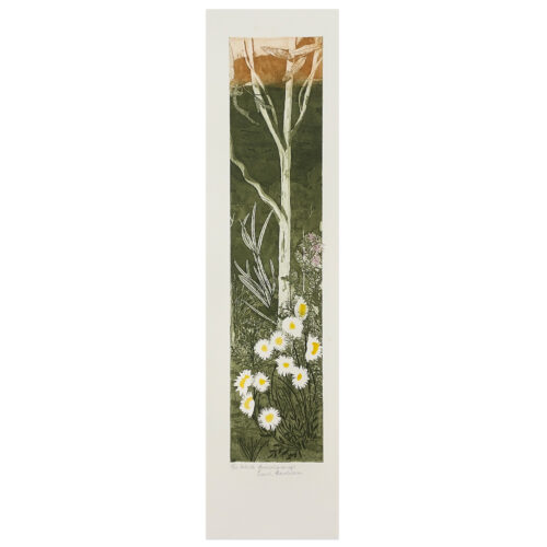 Edith Cowlishaw: White Everlastings 8/10 Etching/watercolour, Ed: 10. Image: 49x10cm. UF