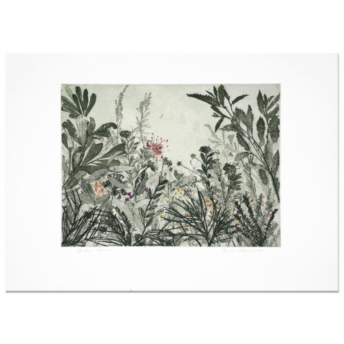 Edith Cowlishaw: Spider flower, 2/4, 2018 Etching/watercolour, Ed: 4. Image: 32x49cm, Unframed