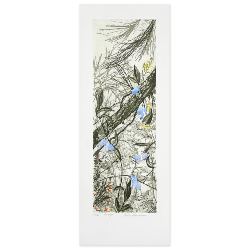 Edith Cowlishaw: Sollya (Bluebell creeper) 12/12 Etching/hand watercolour, Edition of 12. Image Size: 50x17cm. UF