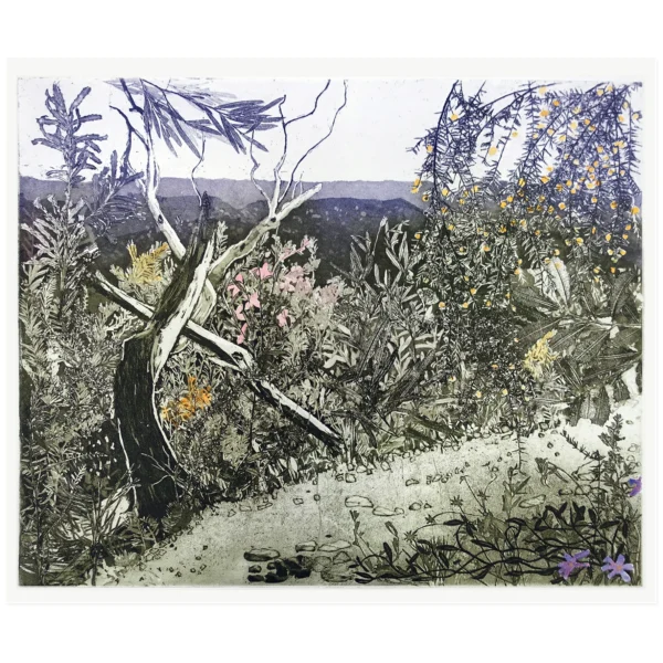 Sold ~ Edith Cowlishaw: Waratah Track 5/8. Etching/ hand watercolour on Rag paper, Edition of 8. Image Size: 43x53cm. Unframed.