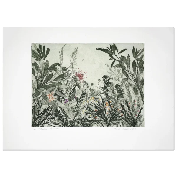 SOLD ~ Edith Cowlishaw: Spider flower, 3/4, 2018 Etching/watercolour, Ed: 4. Image: 32x49cm, Unframed