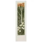 Edith Cowlishaw: White Everlastings 7/10 Etching/watercolour, Ed: 10. Image: 49x10cm. UF