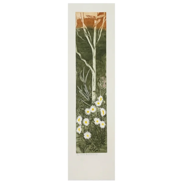 Edith Cowlishaw: White Everlastings 7/10 Etching/watercolour, Ed: 10. Image: 49x10cm. UF